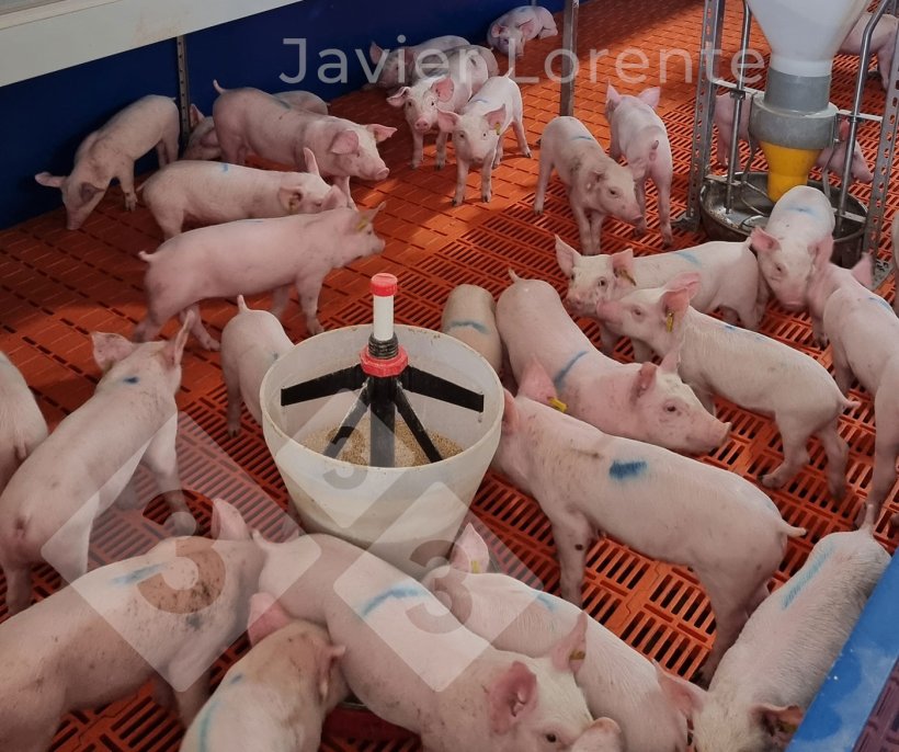 Photo 7. Piglets are now separated&nbsp;with feed&nbsp;available&nbsp;and have adequate conditions.
